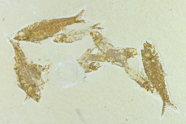 Fossil Fish (Knightia) Mortality Plate - Wyoming #131535